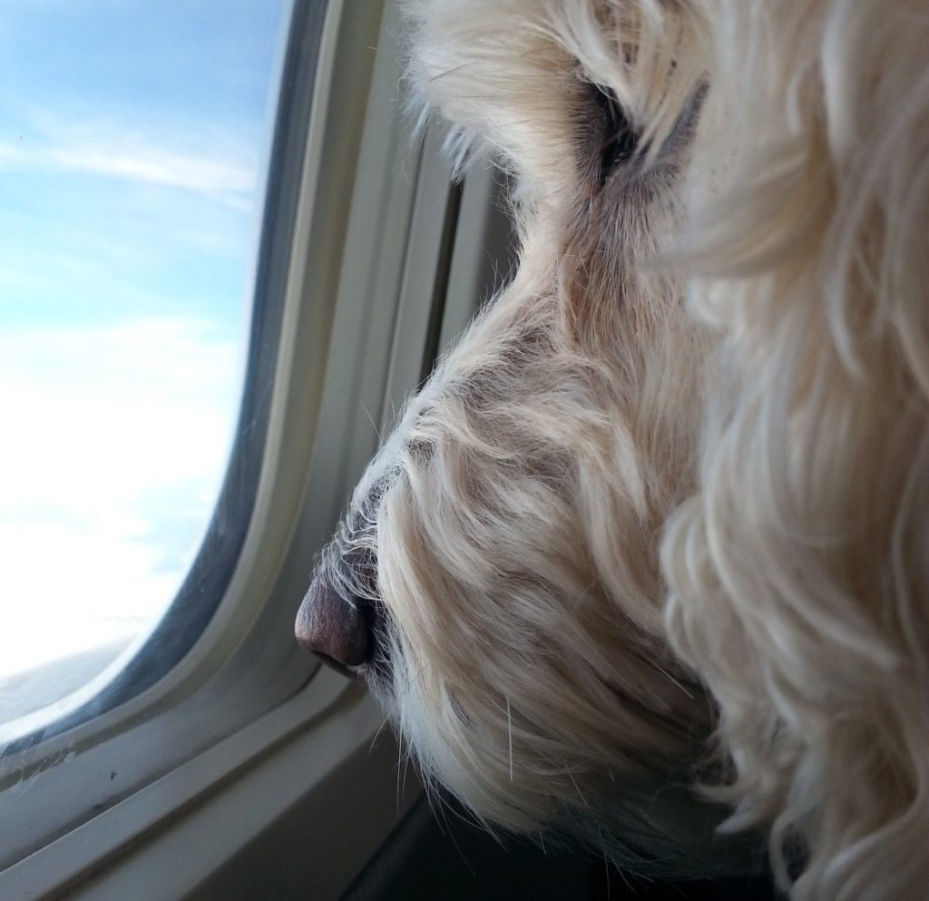 Hund Anmelden im Flugzeug